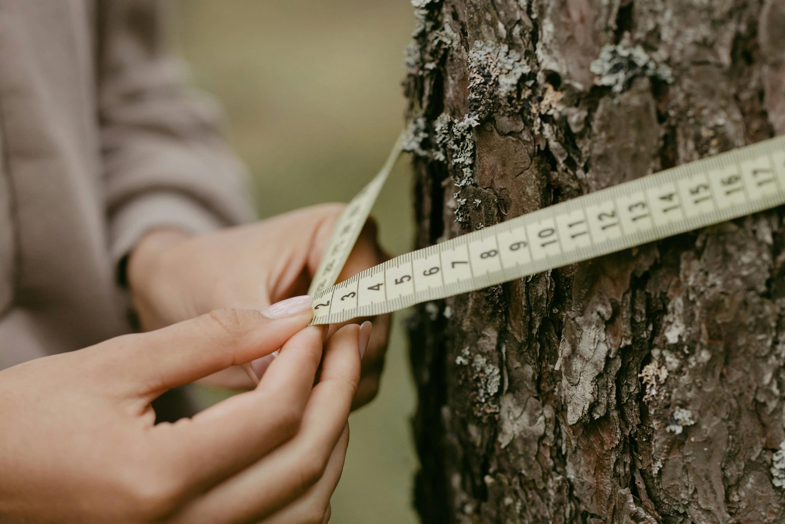 tree survey services